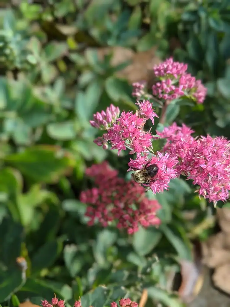 Фото Hylotelephium telephium (Hylotelephium telephiums)