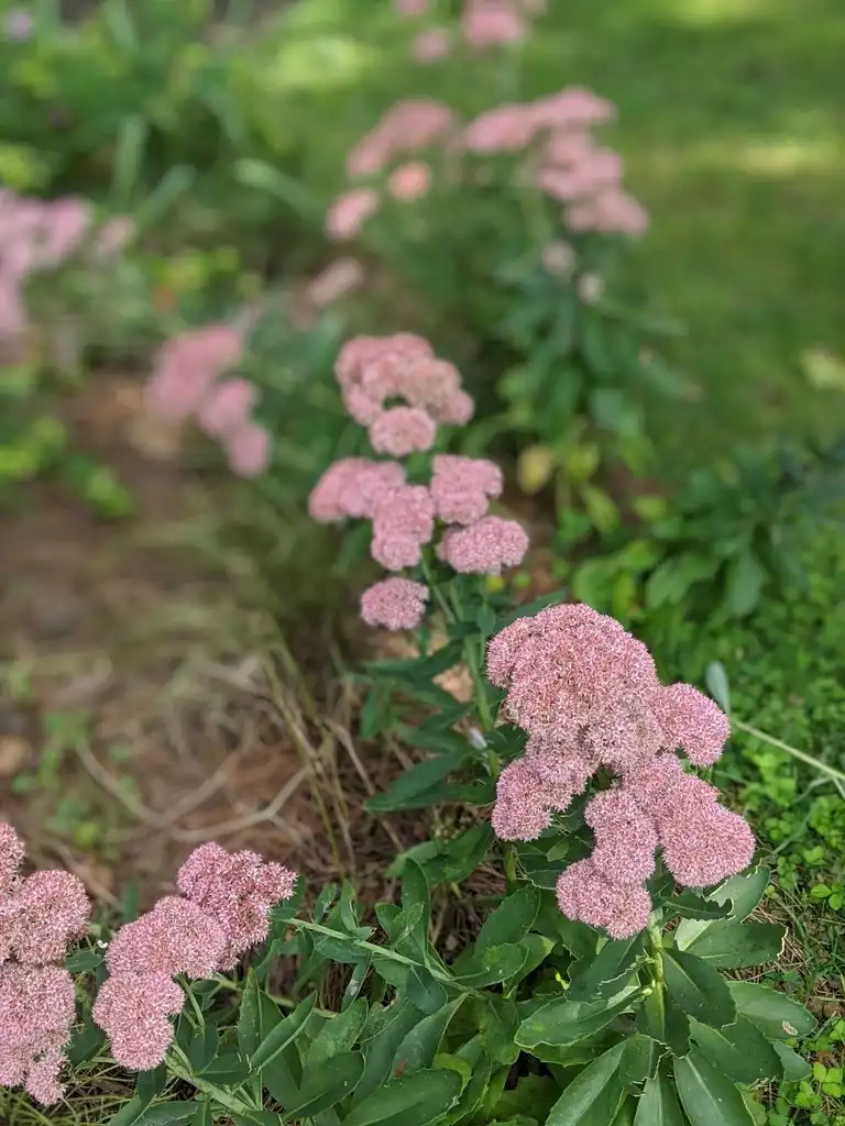 Фото Hylotelephium telephium (Hylotelephium telephiums)