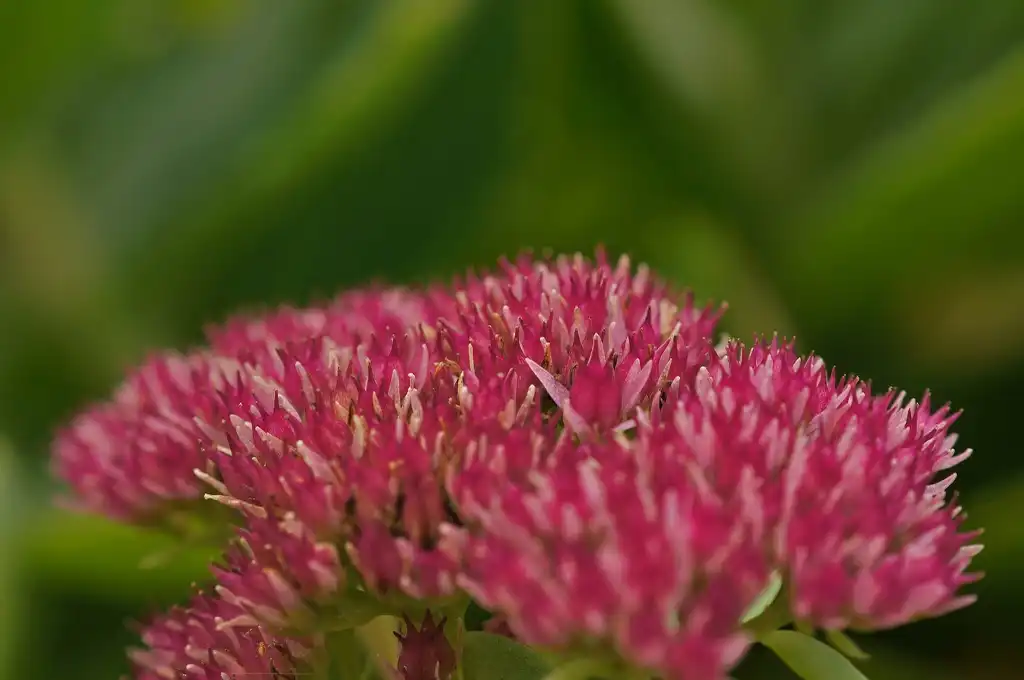 Photo of Hylotelephium (Hylotelephiums)