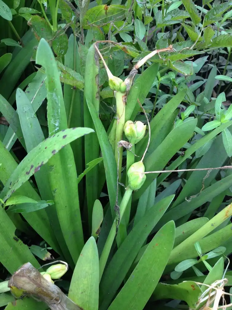 Photo of Hymenocallis crassifolia (Hymenocallis crassifolias)