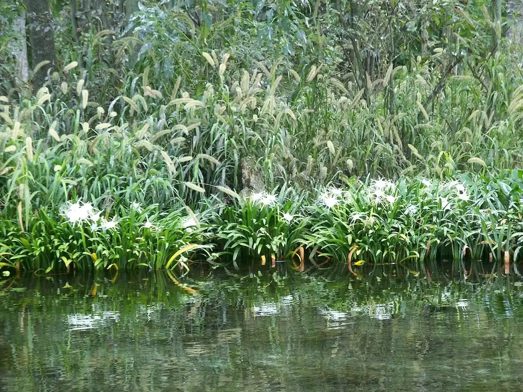 Photo of Hymenocallis crassifolia (Hymenocallis crassifolias)