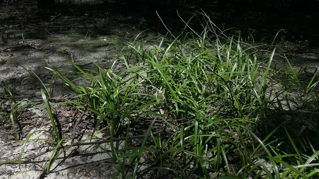 Photo of Hymenocallis crassifolia - Form:Nate Hartley