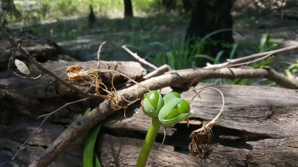Photo of Hymenocallis crassifolia - Fruit:Nate Hartley