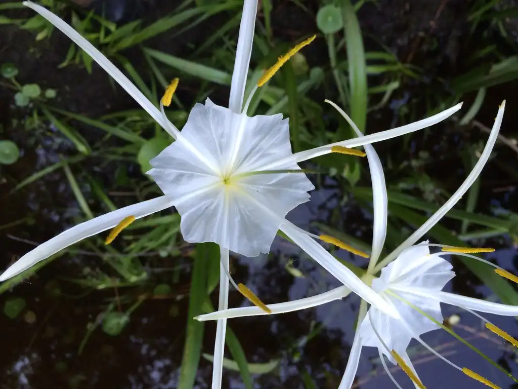 Photo of Hymenocallis occidentalis var. occidentalis (Hymenocallis occidentalis var. occidentaliss)
