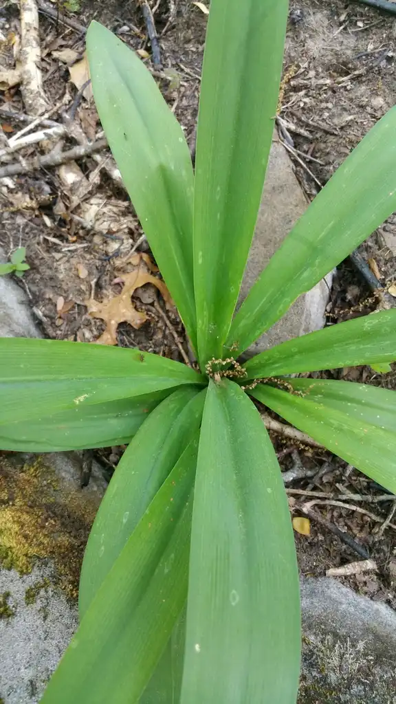 Photo of Hymenocallis occidentalis var. occidentalis (Hymenocallis occidentalis var. occidentaliss)