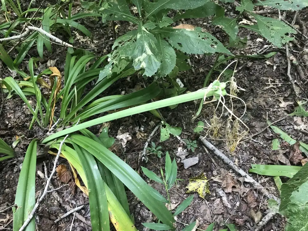 Photo of Hymenocallis occidentalis var. occidentalis - Stem:Paul Marcum