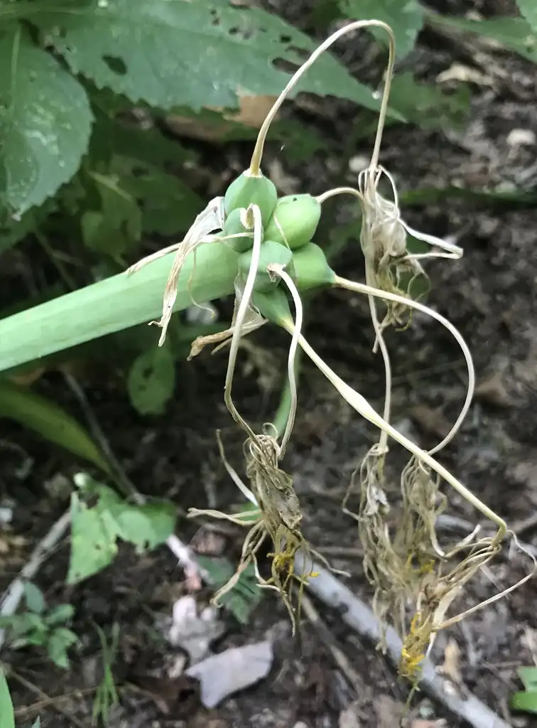 Photo of Hymenocallis occidentalis var. occidentalis - Fruit:Paul Marcum