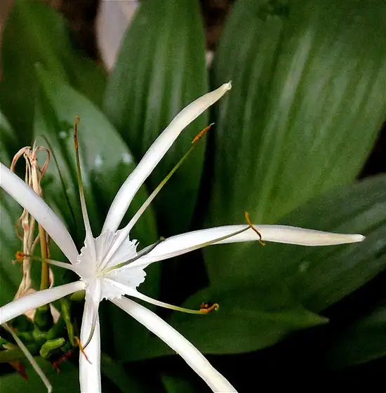Фото Hymenocallis occidentalis (Hymenocallis occidentaliss)