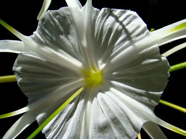 Фото Hymenocallis occidentalis (Hymenocallis occidentaliss)