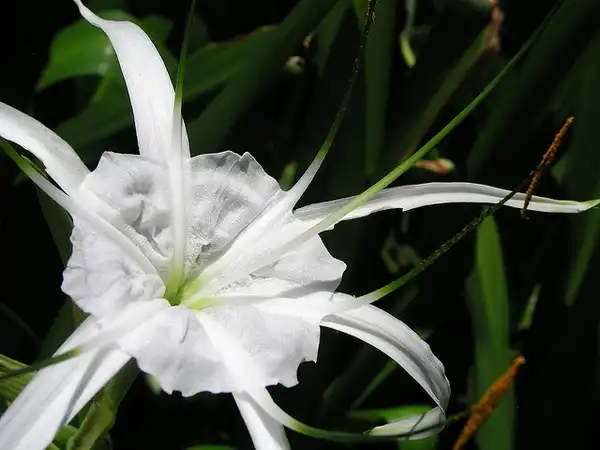 Фото Hymenocallis (Hymenocalliss)