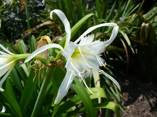 Фото Hymenocallis (Hymenocalliss)