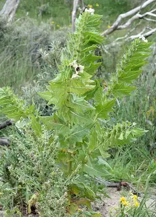 Photo of Hyoscyamus niger - Hyoscyamus nigra:Free Photos