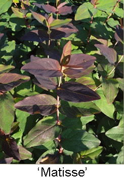 Foto de Hypericum androsaemum 'Matisse' (Hypericum androsaemum 'Matisse's)