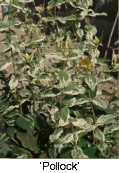 Photo of Hypericum androsaemum 'Pollock' (Hypericum androsaemum 'Pollock's)