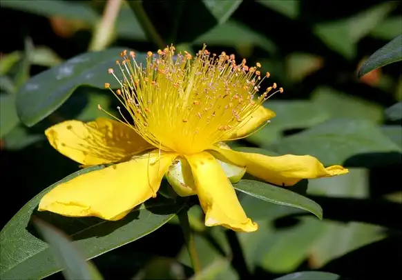 Photo of Hypericum calycinum (Hypericum calycinums)