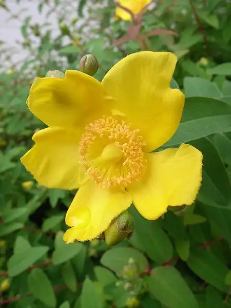 Photo of Hypericum calycinum (Hypericum calycinums)