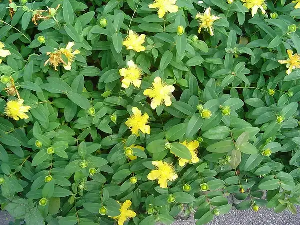 Photo of Hypericum calycinum - Hypericum calycinum:Camelia TWU