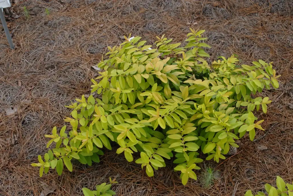 Photo of Hypericum calycinum - 'Brigadoon' Form:Jim Robbins