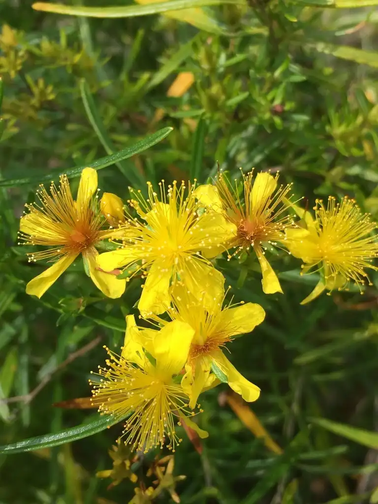 Foto de Hypericum densiflorum (Hypericum densiflorums)