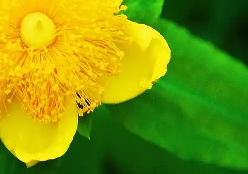 Foto de Hypericum frondosum (Hypericum frondosums)
