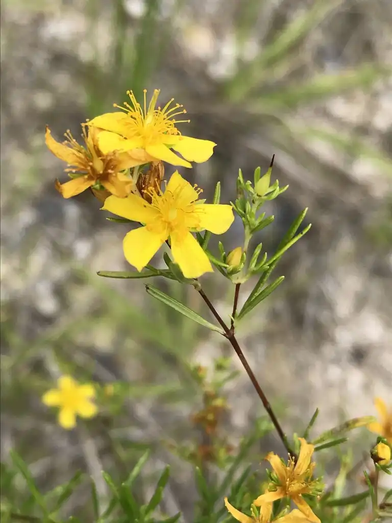 Фото Hypericum galioides (Hypericum galioidess)