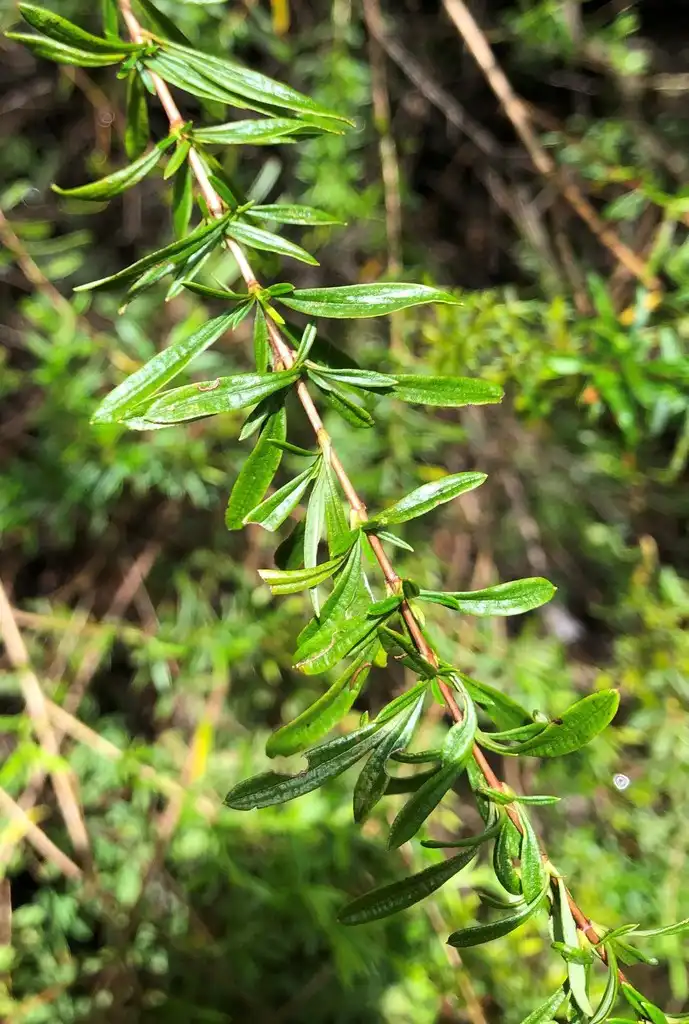 Фото Hypericum galioides (Hypericum galioidess)