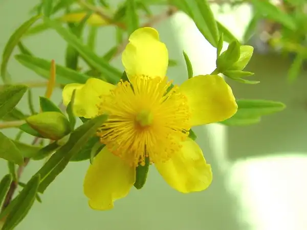 Foto de Hypericum kalmianum (Hypericum kalmianums)