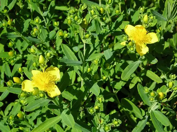 Foto de Hypericum kalmianum (Hypericum kalmianums)