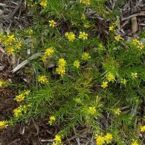 Photo of Hypericum lloydii (Hypericum lloydiis)