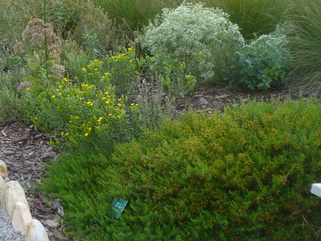 Photo of Hypericum lloydii (Hypericum lloydiis)