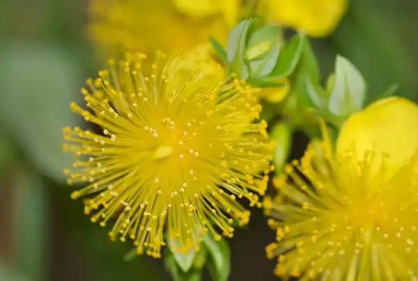 Foto de Hypericum prolificum (Hypericum prolificums)