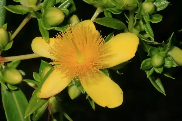 Foto de Hypericum prolificum (Hypericum prolificums)