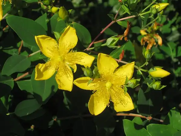 Foto de Hypericum prolificum - Hypericum prolificum:Cranbrook Science