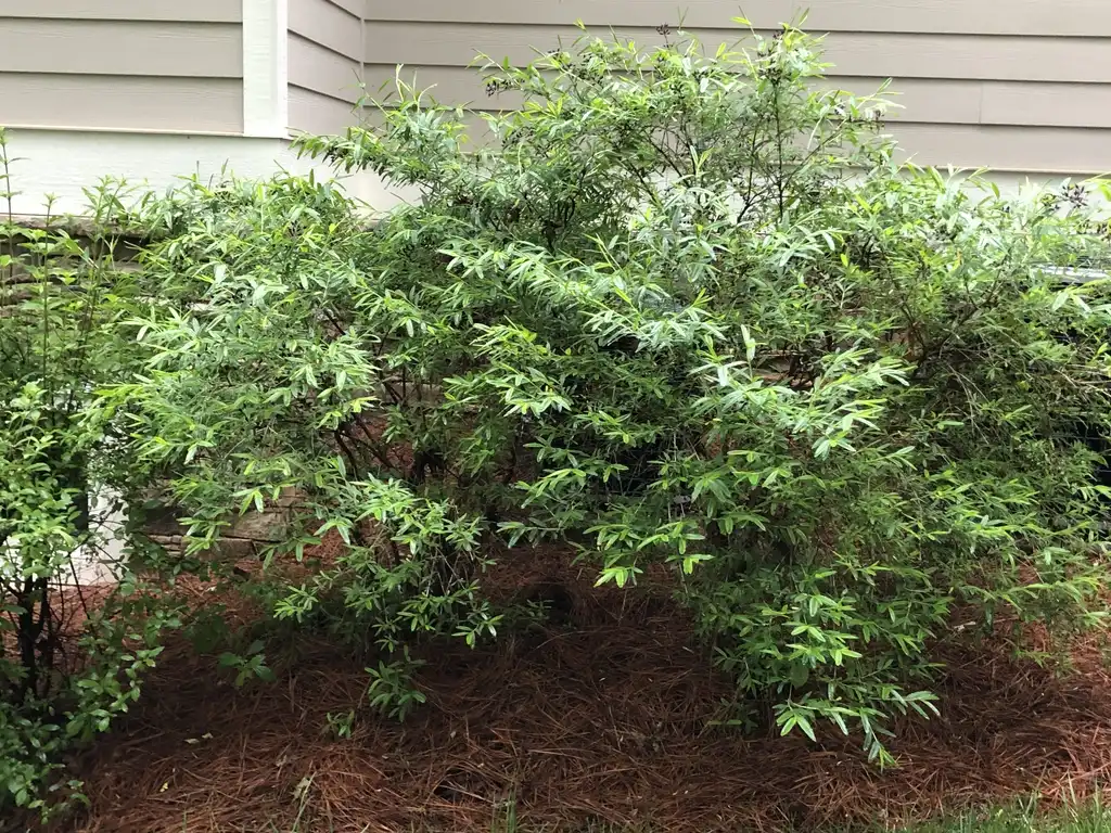 Foto de Hypericum prolificum - form, Warren County, NC:Cathy Dewitt