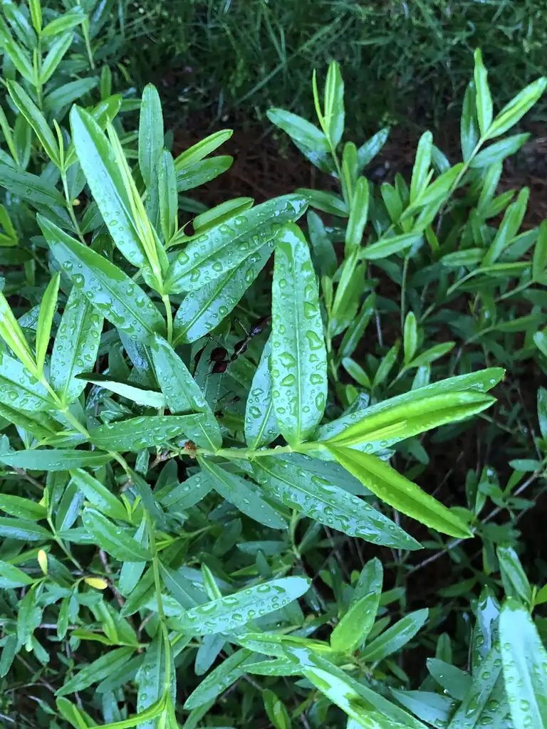 Foto de Hypericum prolificum - leaves, Warren County, NC:Cathy Dewitt