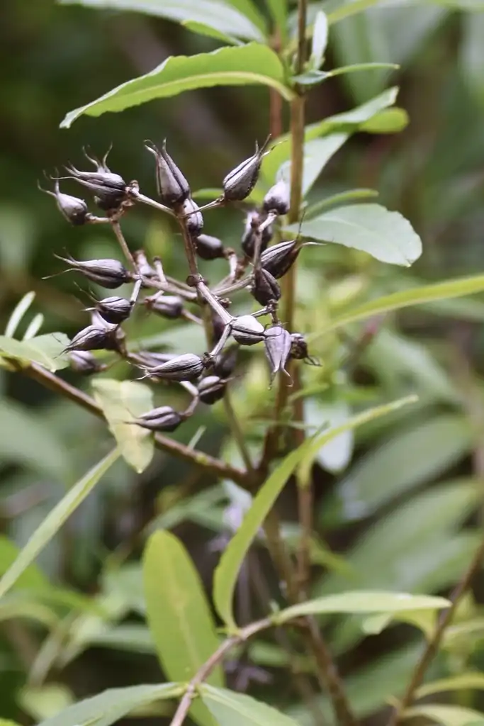 Foto de Hypericum prolificum - Seed Pods (Warren County,NC):Cathy Dewitt