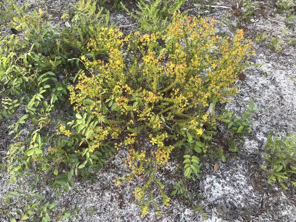 Photo of Hypericum tenuifolium (Hypericum tenuifoliums)
