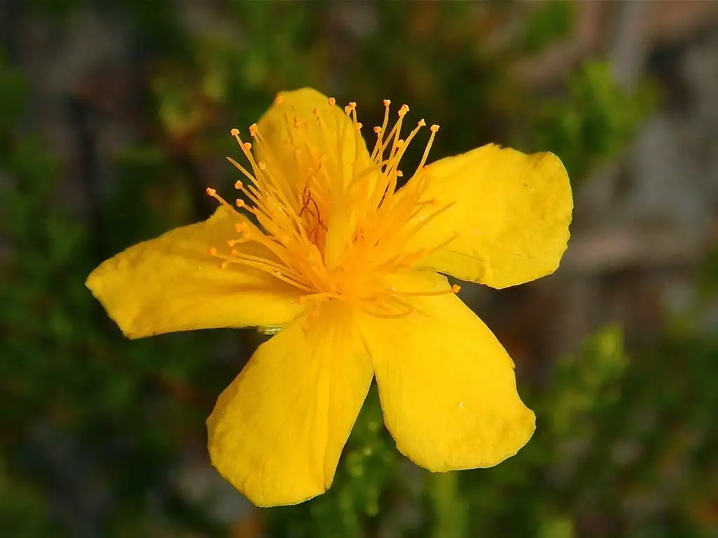 Photo of Hypericum tenuifolium (Hypericum tenuifoliums)