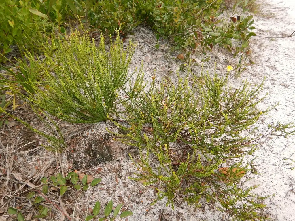 Photo of Hypericum tenuifolium - Native habitat:Jeff S.