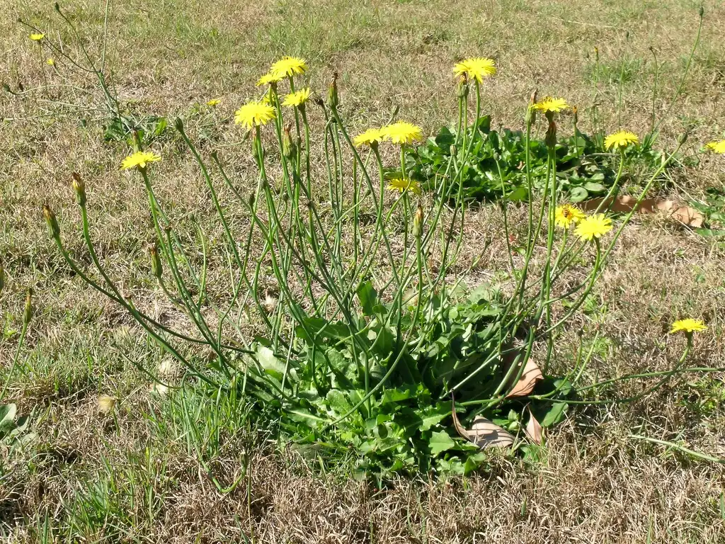 Фото Hypochaeris radicata (Hypochaeris radicatas)