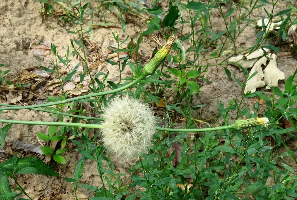 Фото Hypochaeris radicata (Hypochaeris radicatas)