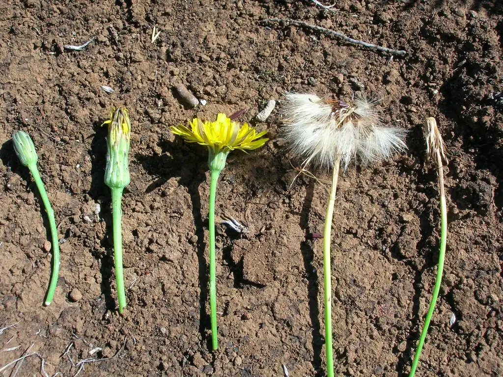 Фото Hypochaeris radicata - Stages of a flower:Forest and Kim Starr