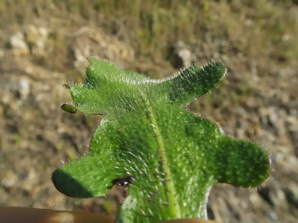 Фото Hypochaeris radicata - Leaf closeup:Harry Rose