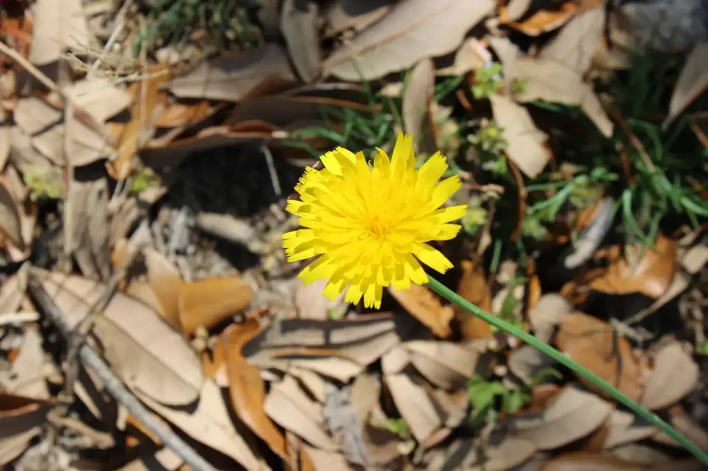 Фото Hypochaeris radicata - Flower:Kira Sims