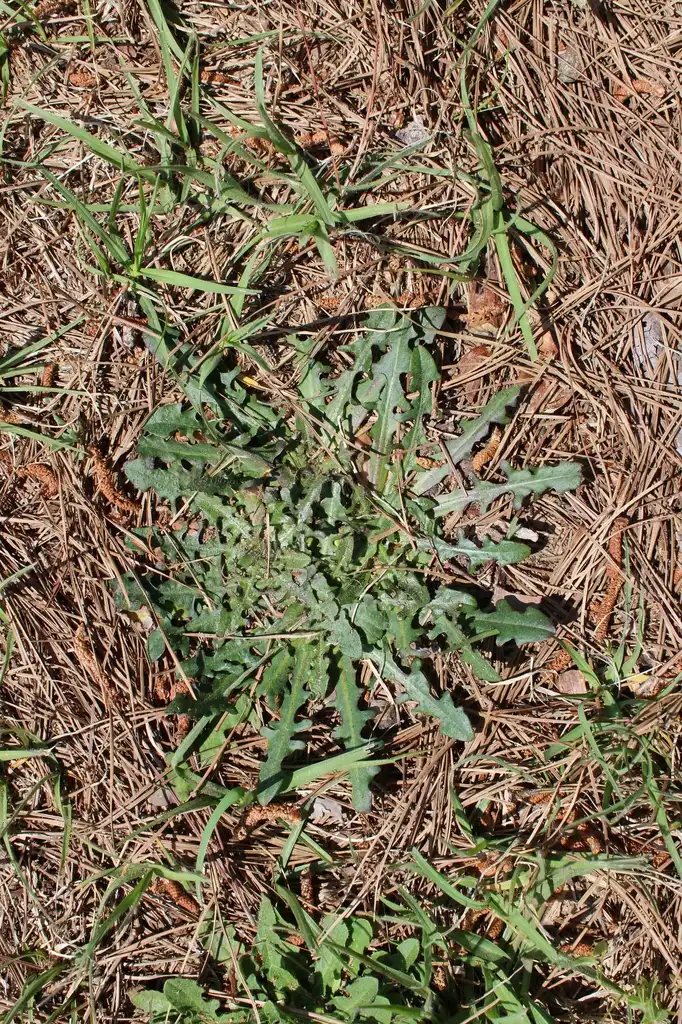 Фото Hypochaeris radicata - Leaves:Kira Sims