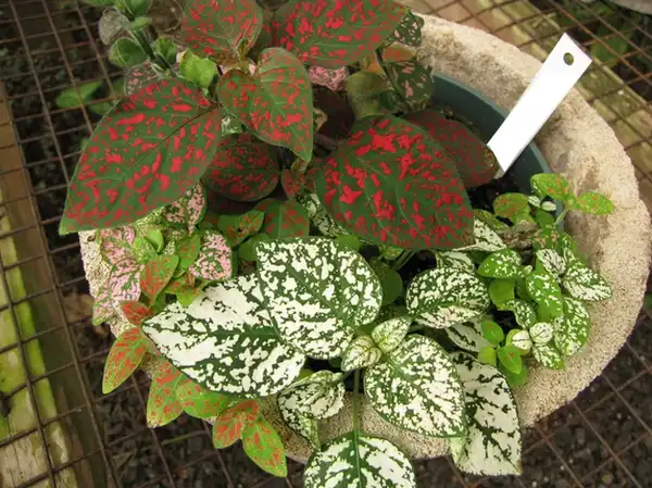 Photo of Hypoestes phyllostachya (Hypoestes phyllostachyas)