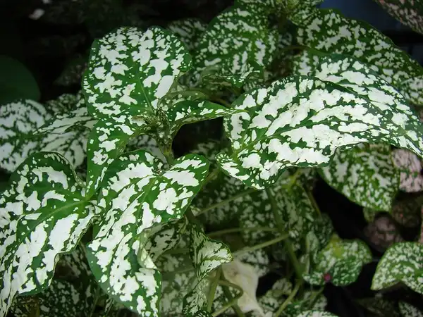 Photo of Hypoestes phyllostachya (Hypoestes phyllostachyas)