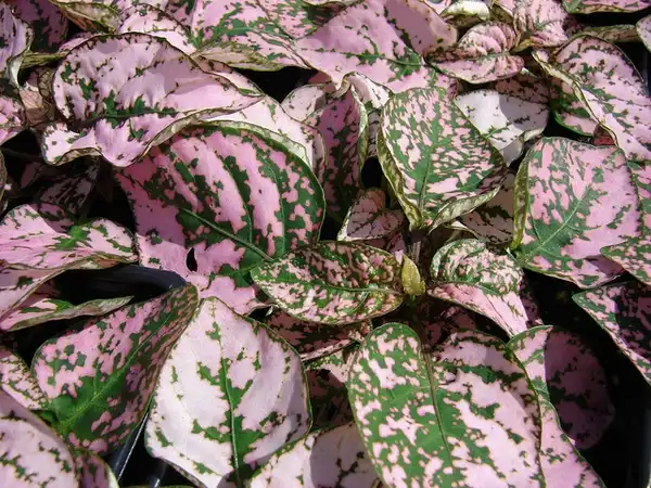 Photo of Hypoestes phyllostachya - :Forest and Kim Starr