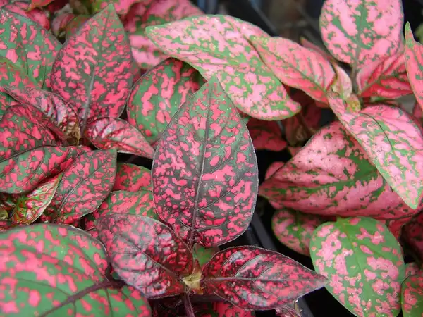 Photo of Hypoestes phyllostachya - :Forest and Kim Starr