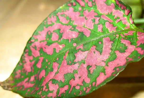 Photo of Hypoestes phyllostachya - :Donna S